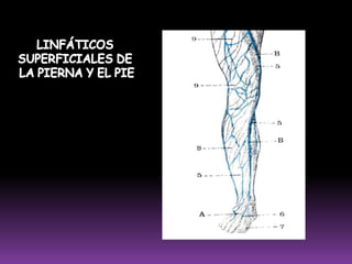CADENA CUBITAL SUPERFICIAL (20%) Se encuentra en el tercio superior del antebrazo, a nivel de la vena cubital superficial, por debajo de la epitróclea.
