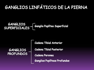  Compuesta por uno o dos ganglios