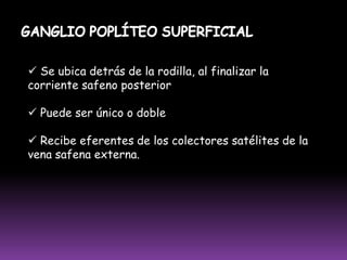  Recibe eferentes del quinto dedo