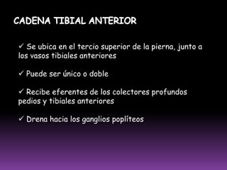  Sus eferentes drenan en la cadena basílica, a nivel de la región del codoCADENA RADIAL (7%) Se ubica a lo largo de los vasos radiales
