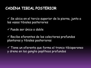  Compuesta por uno o dos ganglios linfáticos