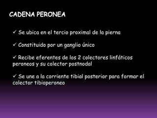  Recibe eferentes de los 5 dedos, de preferencia del pulgar, índice y medio. Además recibe el drenaje de músculos y articulaciones de la región tenariana y anterolateral del antebrazo