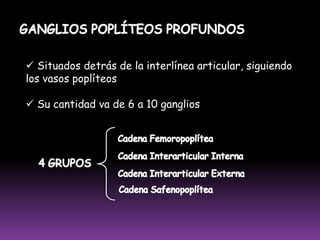  Sus eferentes drenan en la cadena humeral, o en los ganglios de la axila directamente.CADENA CUBITAL (8%) Se ubica a lo largo de los vasos cubitales