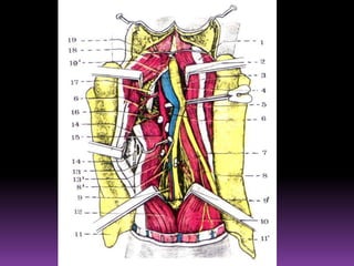  Compuesta por uno o dos ganglios linfáticos