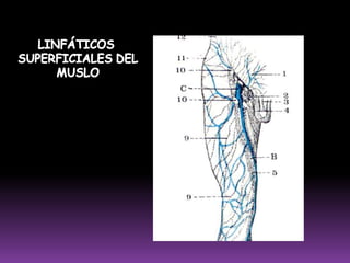 Compuesta por un solo ganglio linfático