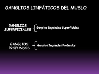  Recibe eferentes de la muñeca, de los músculos profundos del antebrazo y de la mano excepcionalmente.