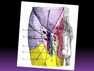  Recibe eferentes de la cara posterior de la articulación radiocarpiana.