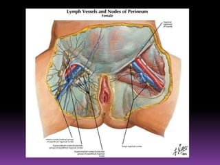  Sus único eferente drena en la cadena humeral.LINFÁTICOS DEL ANTEBRAZO