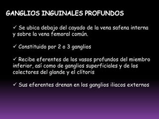 VASOS LINFÁTICOS DEL BRAZOAnterior o BicipitalCORRIENTESSUPERFICIALESInterna o BasílicaExterna o CefálicaCORRIENTESPROFUNDASHumeral Común Profunda