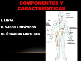 SISTEMA LINFÁTICOComponentes y características.