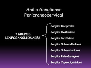 CADENA BASÍLICA [SUPRATROCLEARES] (87%) Se ubica a lo largo de La vena basílica