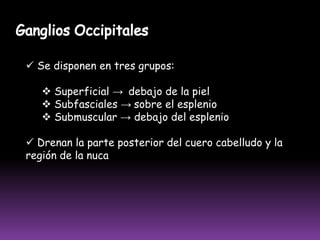  Compuesta por 1 o 3 ganglios linfáticos