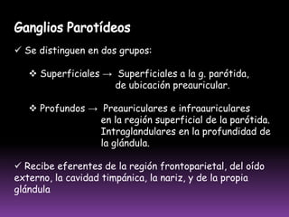 Sus eferentes drenan en la cadena humeral o en los ganglios del hueco axilar directamente.CADENA CEFÁLICA Se ubica a lo largo de La vena cefálica