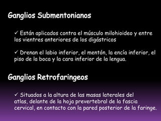  Ganglio de Echeverry:  en el 1/3 medio, a nivel del canal bicipital externo.