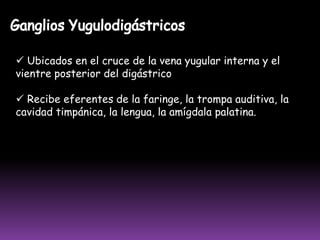  Ganglio de Caplan: en el 1/3 superior, entre los músculos deltoides y biceps