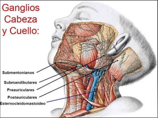  Ganglio de Aubry: en el surco deltopectoral, entre los músculos deltoides y pectoral >