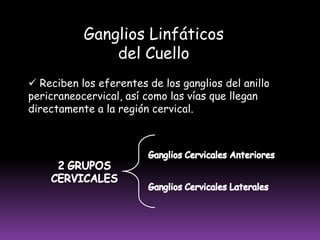  Ganglios del triangulo deltopectoral