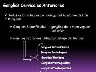  Recibe eferentes de los de dos de la mano, y de las regiones cutáneas del brazo y antebrazo.