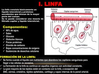 Anatomía del sistema linfático.