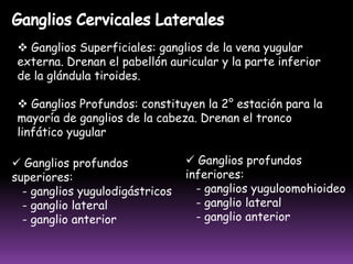  Sus eferentes drenan en los ganglios de la axila o a ganglios de la corrientes cervical transversalCADENA HUMERAL Compuesta por 1 o 5 ganglios linfáticos