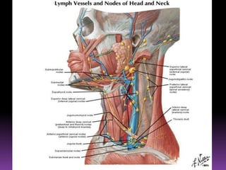  AnteroexternaSe la encuentra delante de los vasos humerales y del nervio mediano PosterointernaSe le encuentra detrás de los vasos humerales y el nervio mediano, en relación con el triceps y el braquial anterior Recibe eferentes de los de dos de la mano, y de las regiones cutáneas del brazo y antebrazo y de colectores eferentes superficiales