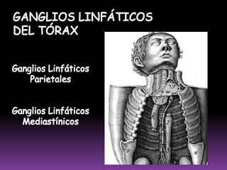  Sus eferentes drenan en los ganglios de la cavidad axilar.