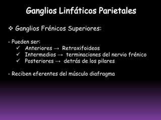 VASOS Y GANGLIOS LINFÁTICOS DEL MIEMBRO INFERIORVASOS  LINFÁTICOS  SUPERFICIALESRED LINFÁTICASUPERFICIALGANGLIOS  LINFÁTICOS  SUPERFICIALES(Debajo de la Piel)VASOS  LINFÁTICOS  PROFUNDOSRED LINFÁTICAPROFUNDAGANGLIOS  LINFÁTICOS  PROFUNDOS(Junto a venas y arterias)