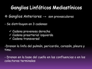 VASOS LINFÁTICOS DEL PIE Y DE LA PIERNAAnterointerna o Safeno Interna Tibial CORRIENTESSUPERFICIALESPosteroexterna o Safeno PosteriorAnterior o Tibial AnteriorCORRIENTESPROFUNDASPosterointerna o Tibial posteriorPosteroexterna o Peronea