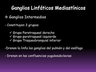 LINFÁTICOS SUPERFICIALES DE LA PIERNA Y EL PIE