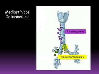 GANGLIOS LINFÁTICOS DE LA PIERNAGANGLIOSSUPERFICIALESGanglio Poplíteo SuperficialCadena Tibial AnteriorCadena Tibial PosteriorGANGLIOSPROFUNDOSCadena PeroneaGanglios Poplíteos Profundos