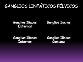  Recibe eferentes de los colectores satélites de la vena safena externa.CADENA TIBIAL ANTERIOR Se ubica en el tercio superior de la pierna, junto a los vasos tibiales anteriores