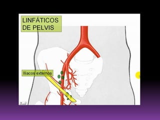  Recibe eferentes de los colectores profundos pedios y tibiales anteriores