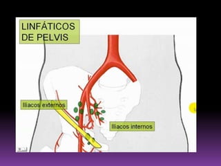  Puede ser único o doble