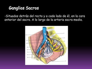  Recibe eferentes de los colectores profundos plantares y tibiales posteriores
