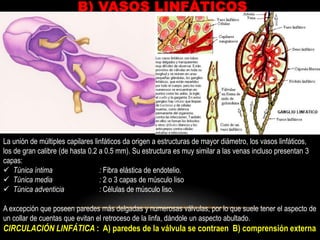 Importancia clínica.SISTEMA LINFÁTICOEs un sistema circulatorio y representa una vía accesoria, a través del cual el líquido puede fluir desde los espacios intersticiales hacia la sangre.