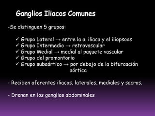  Tiene un eferente que forma el tronco tibioperoneo y drena en los ganglio poplíteos profundosCADENA PERONEA Se ubica en el tercio proximal de la pierna