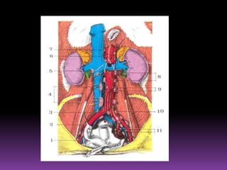  Constituido por un ganglio único