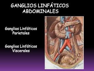  Recibe eferentes de los 2 colectores linfáticos peroneos y su colector postnodal