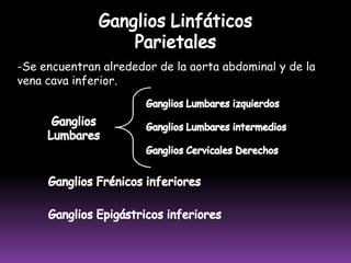  Se une a la corriente tibial posterior para formar el colector tibioperoneoGANGLIOS POPLÍTEOS PROFUNDOS Situados detrás de la interlínea articular, siguiendo los vasos poplíteos