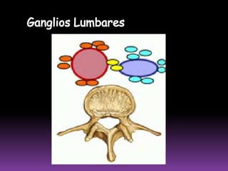  Su cantidad va de 6 a 10 gangliosCadena FemoropoplíteaCadena Interarticular Interna4 GRUPOSCadena Interarticular ExternaCadena Safenopoplítea