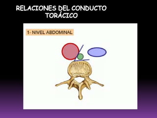 LINFÁTICOS SUPERFICIALES DELMUSLO