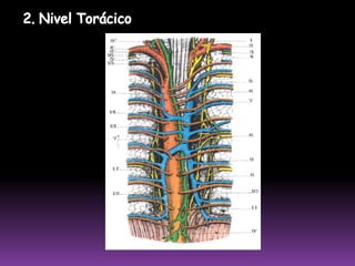 GANGLIOS LINFÁTICOS DEL MUSLOGANGLIOSSUPERFICIALESGanglios Inguinales SuperficialesGANGLIOSPROFUNDOSGanglios Inguinales Profundos