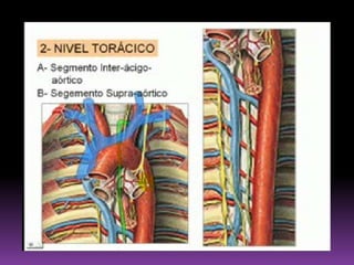 GANGLIOS INGUINALES SUPERFICIALES Situados en la Región del Triángulo Femoral, entre la piel y la fascia cribiforme