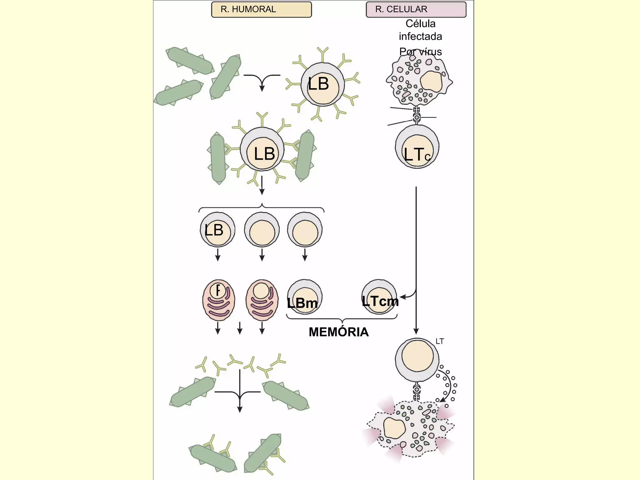 R. HUMORAL R. CELULAR LB P LT c LB LB Célula infectada Por vírus LBm LTcm MEMÓRIA  