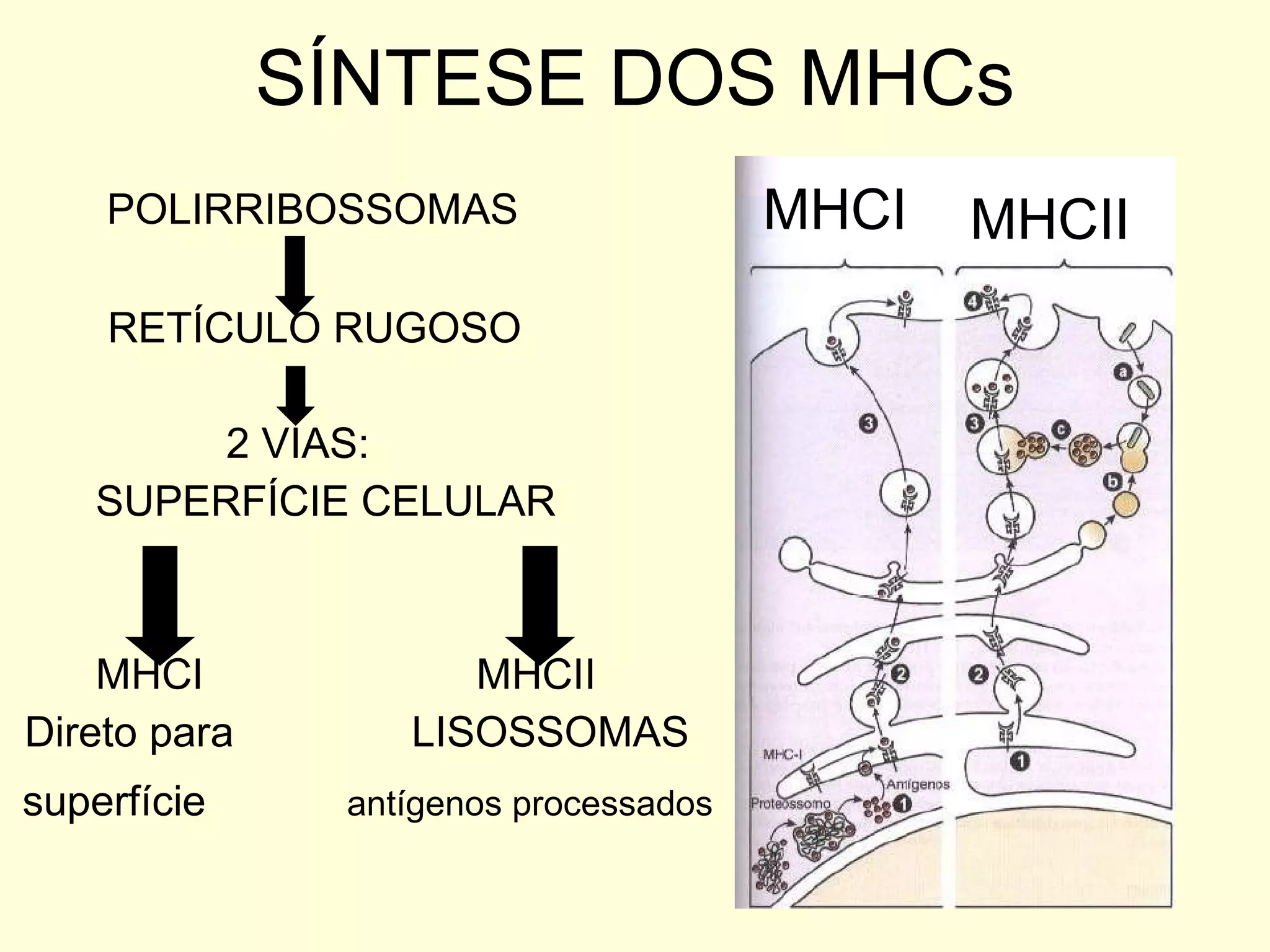 SÍNTESE DOS MHCs POLIRRIBOSSOMAS RETÍCULO RUGOSO 2 VIAS: SUPERFÍCIE CELULAR MHCI  MHCII Direto para  LISOSSOMAS superfície   antígenos processados MHCI MHCII 