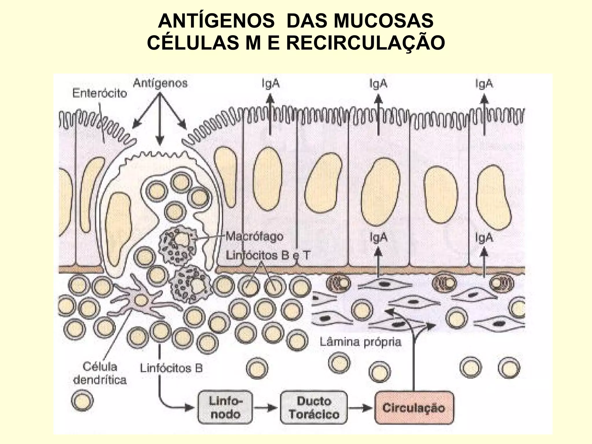 ANTÍGENOS  DAS MUCOSAS CÉLULAS M E RECIRCULAÇÃO 