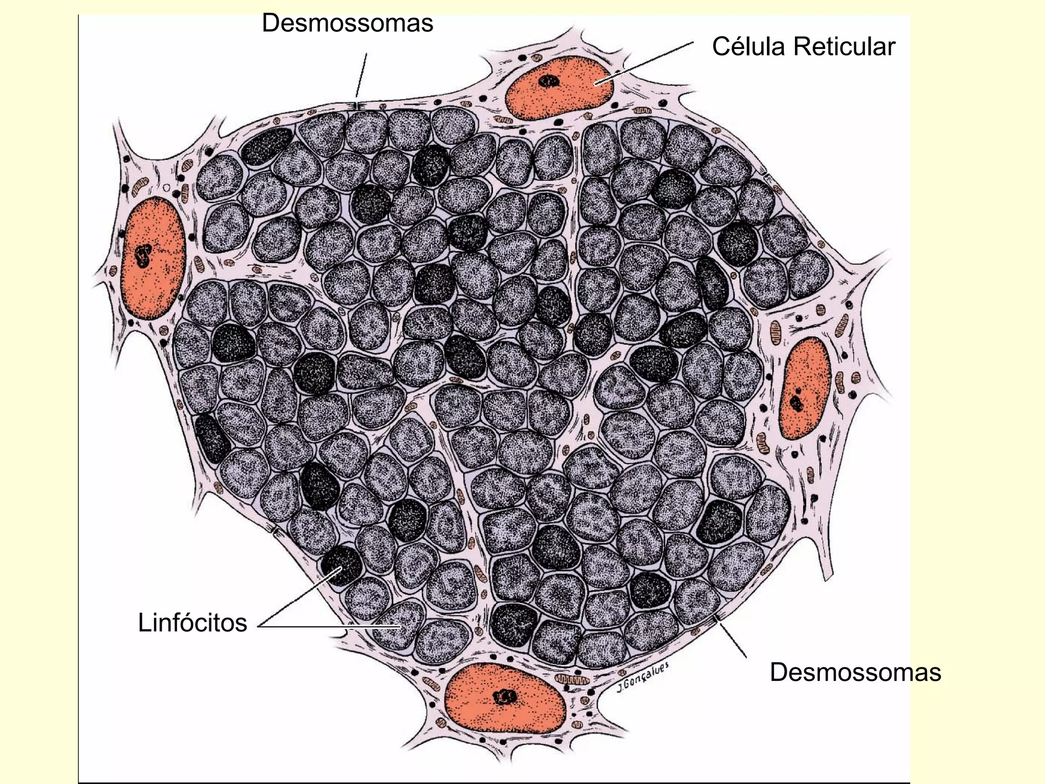 Linfócitos Célula Reticular Desmossomas Desmossomas 