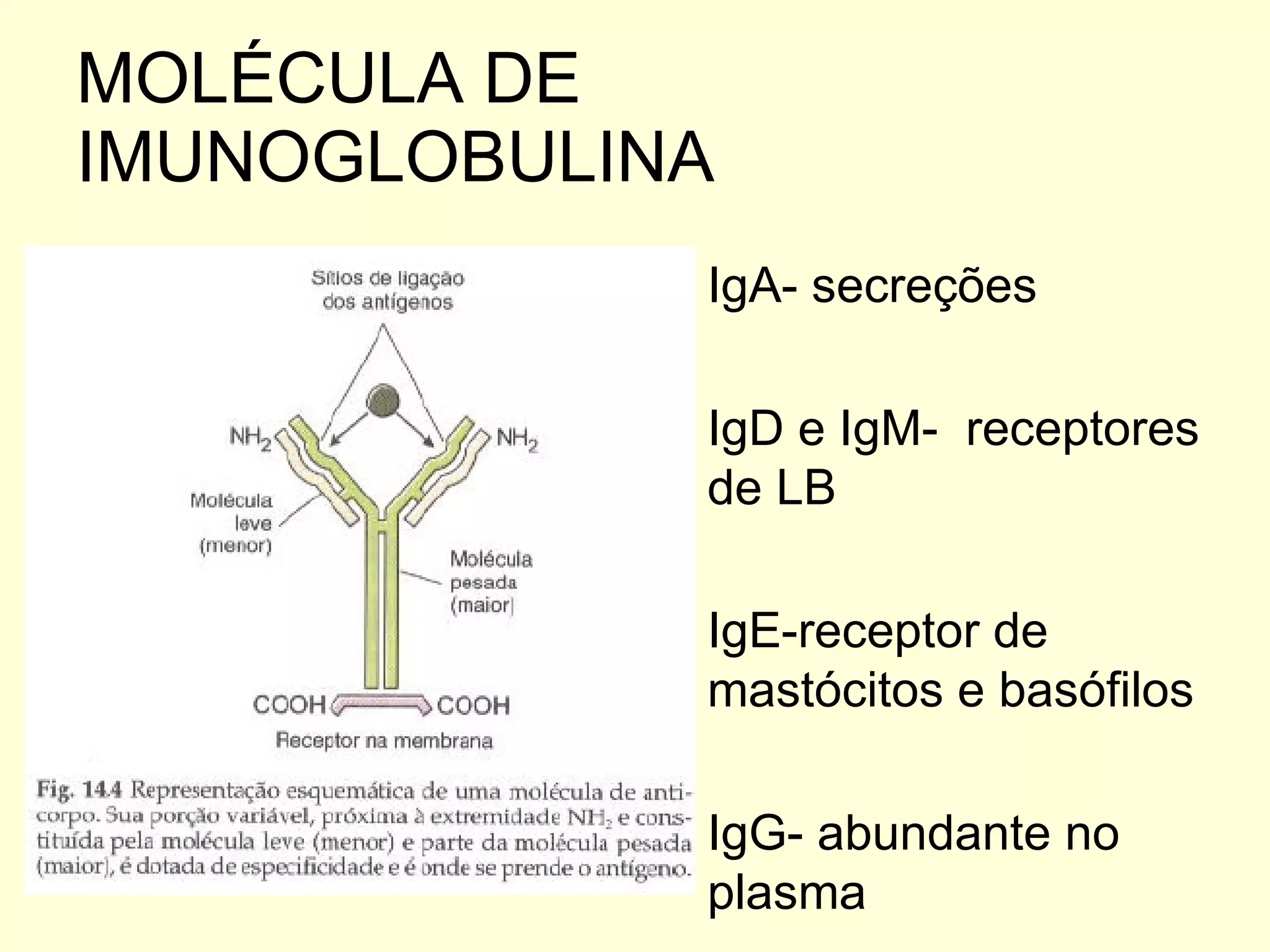 MOLÉCULA DE IMUNOGLOBULINA IgA- secreções IgD e IgM-  receptores de LB IgE-receptor de mastócitos e basófilos IgG- abundante no plasma 