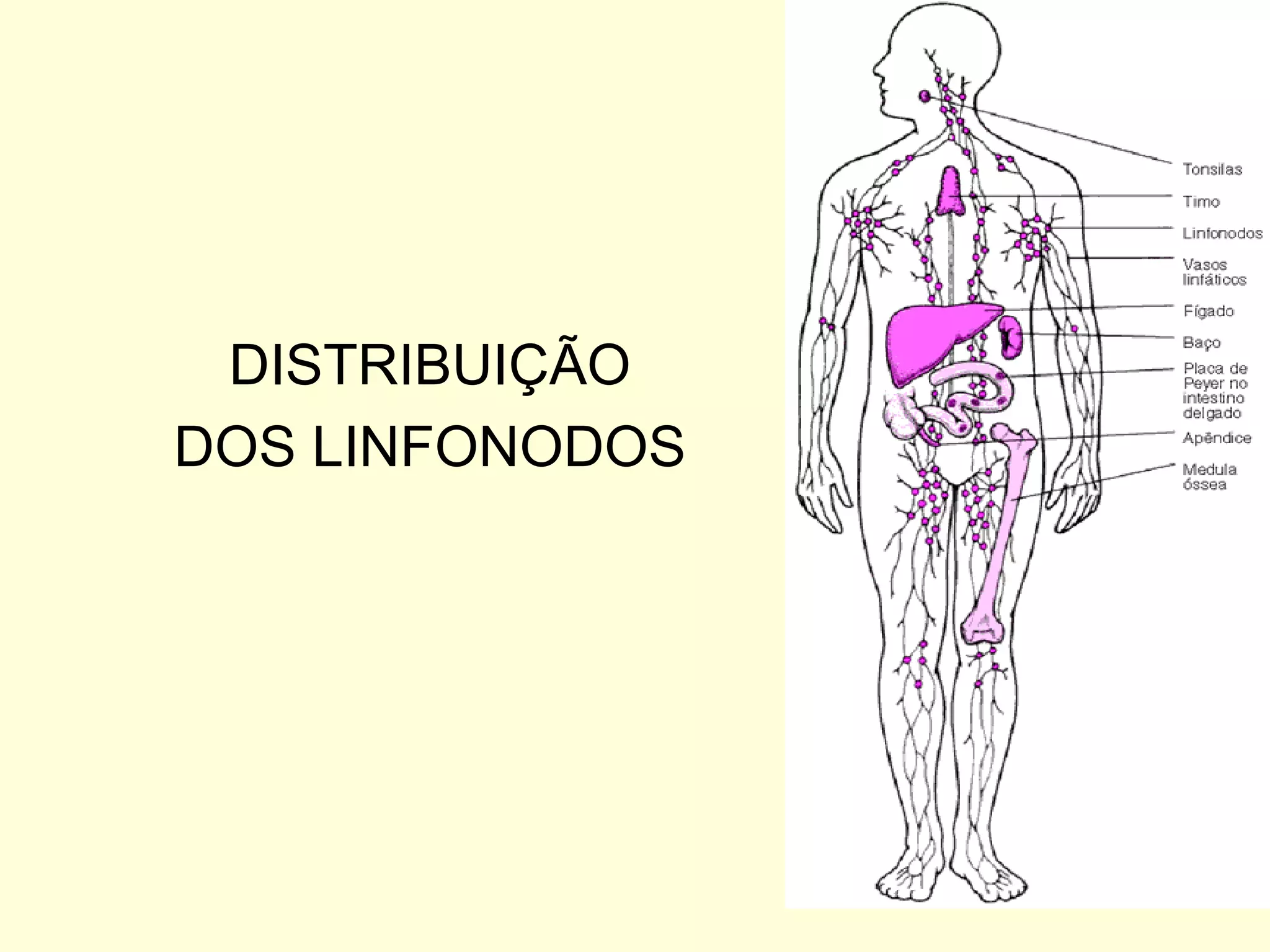 DISTRIBUIÇÃO DOS LINFONODOS 