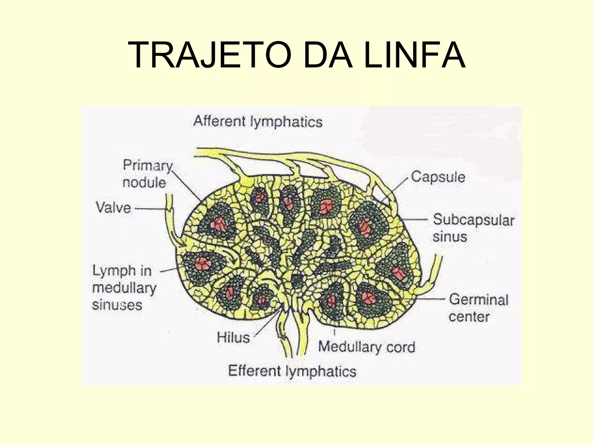 TRAJETO DA LINFA 